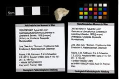 Foto (Objekt + Etiketten) von Gastrosacus tuberosiformus (Lörenthey in Lörenthey & Beurlen, 1929) 